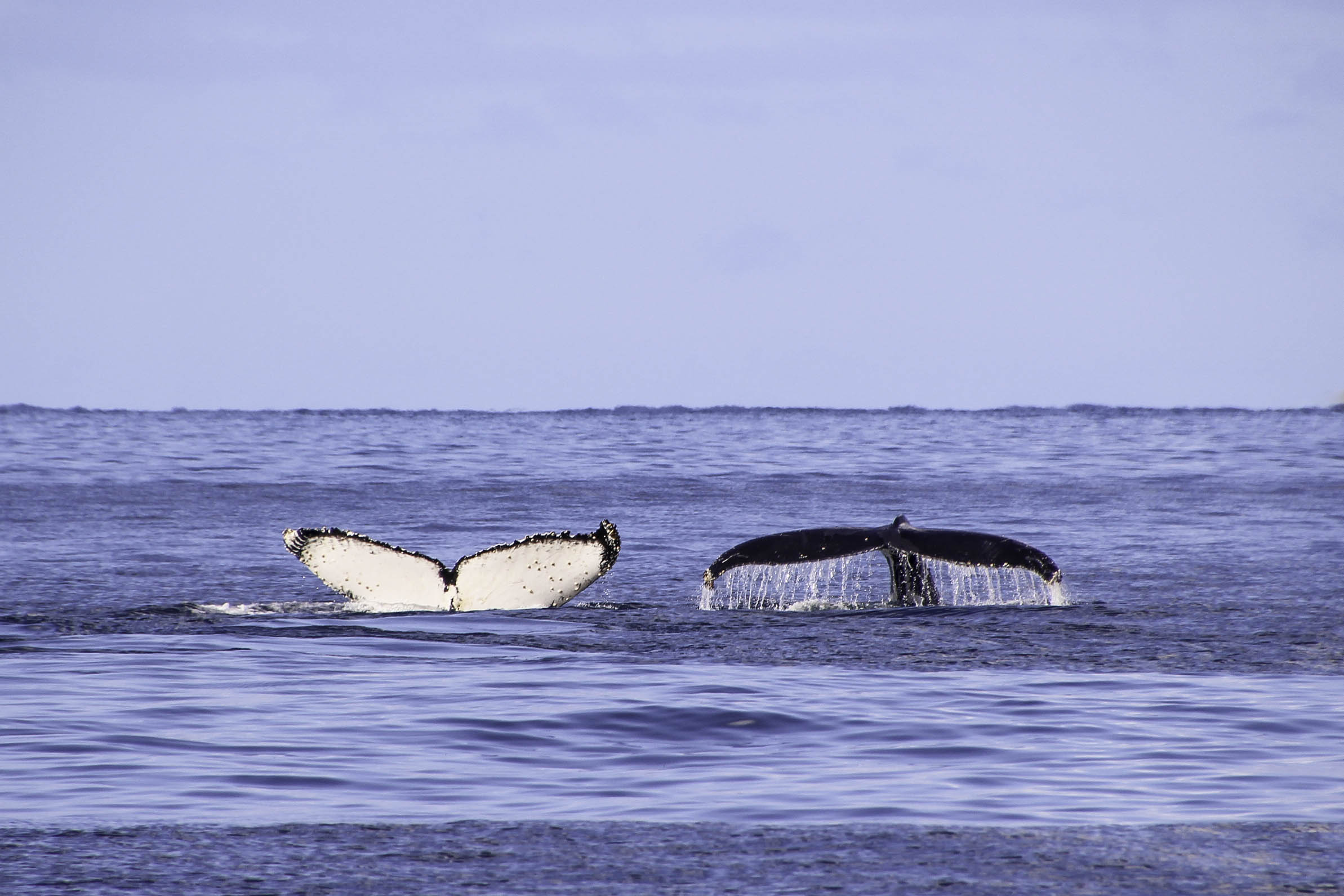 Où voir des baleines en Australie
