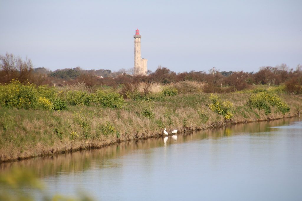 reserve de lilleau des niges sur l'île de ré