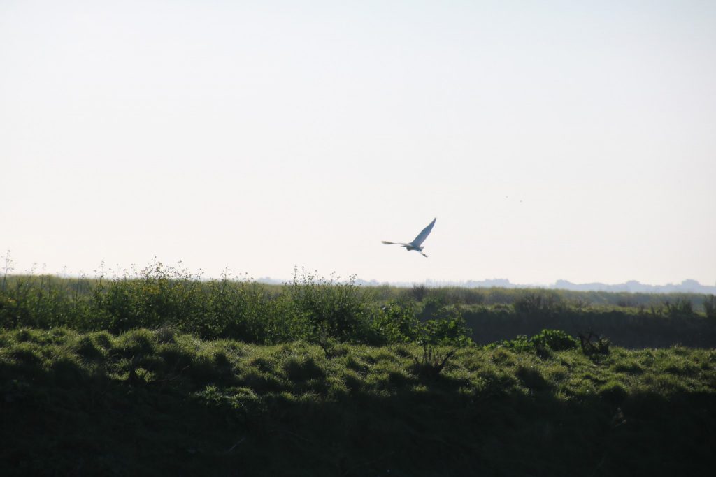 vol d'oiseau dans la réserve de lilleau des niges