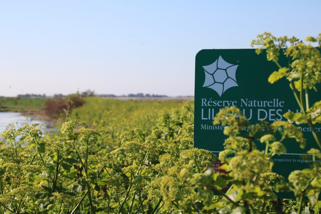réserve naturelle pour la faune sauvage de l'île de ré