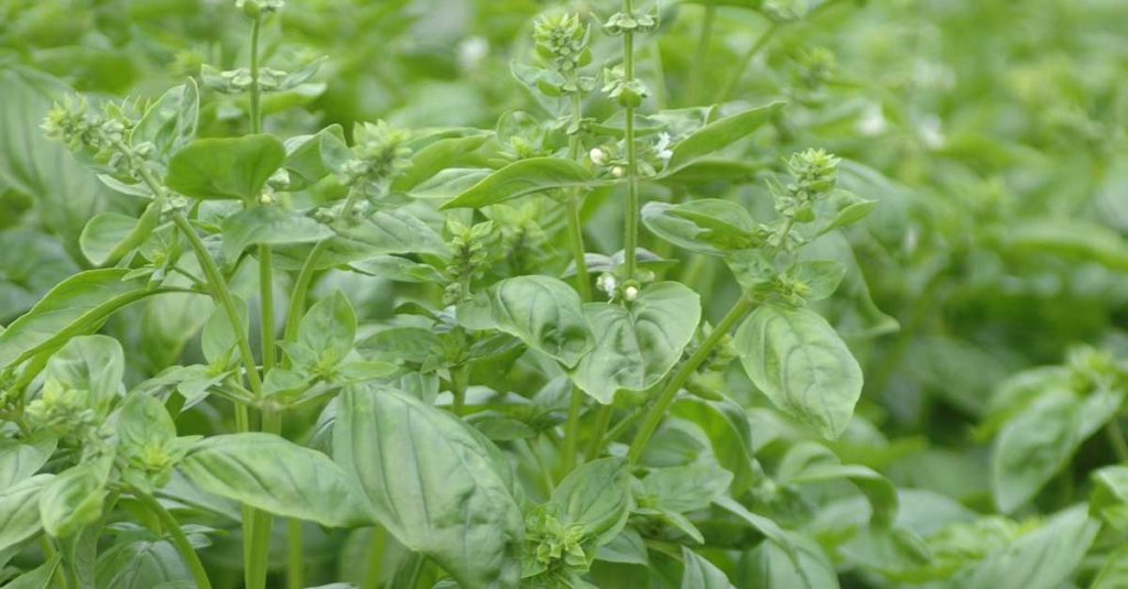 Basilic tropical