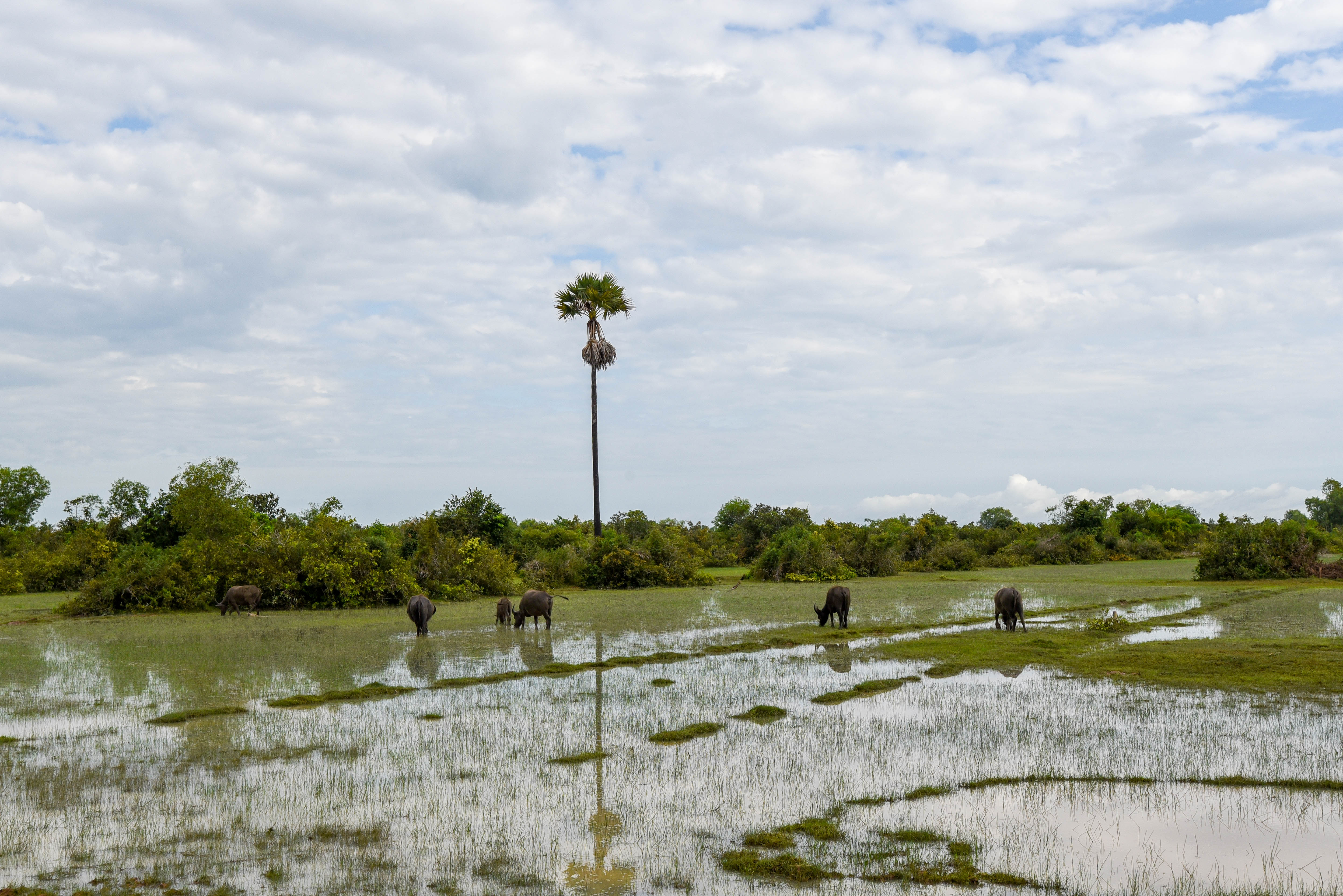 Paysage au Cambodge, sur la route de Siem Reap @neweyes