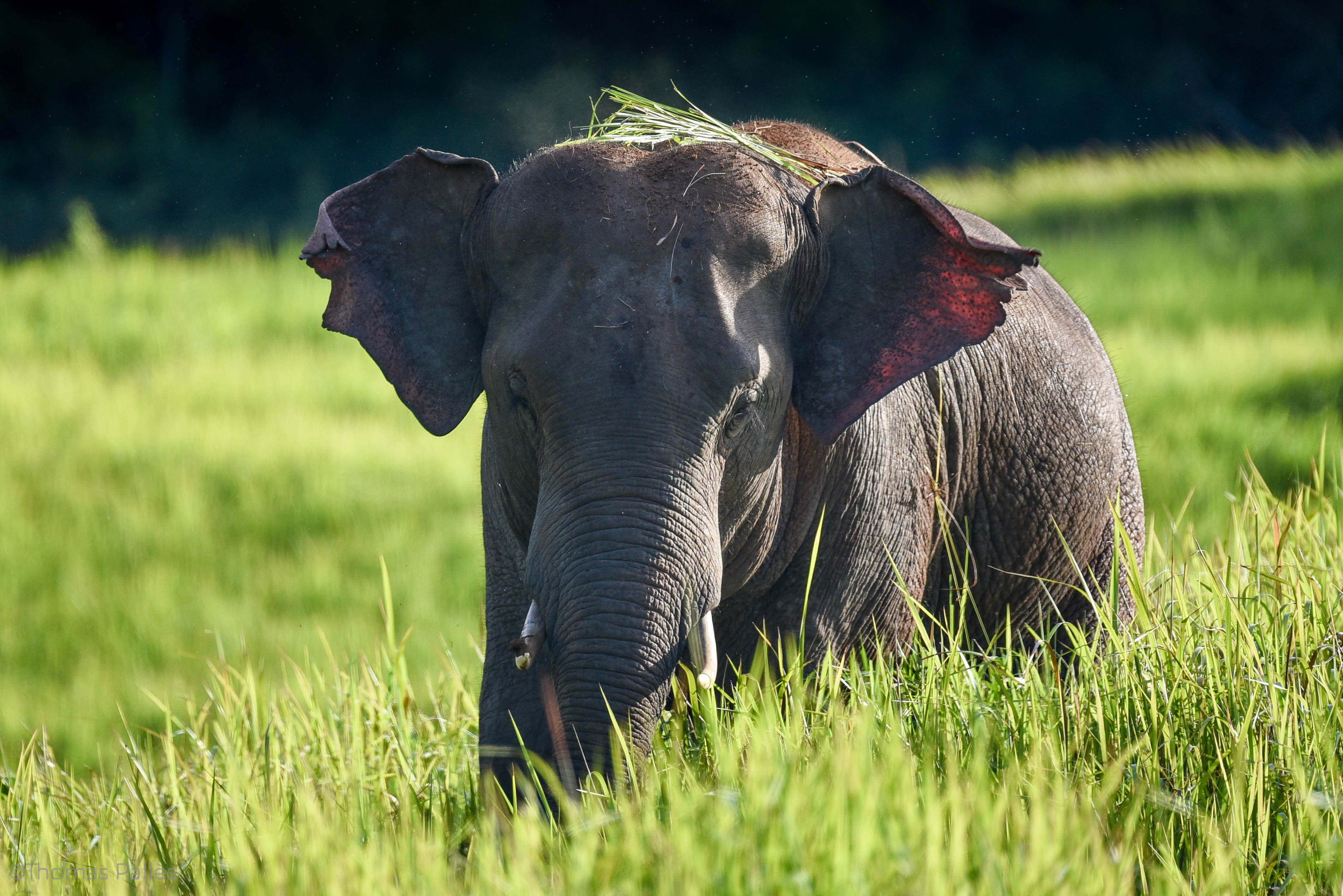 L'éléphant d'Asie croisé à l'état sauvage au nord de la Thaïlande @newyes