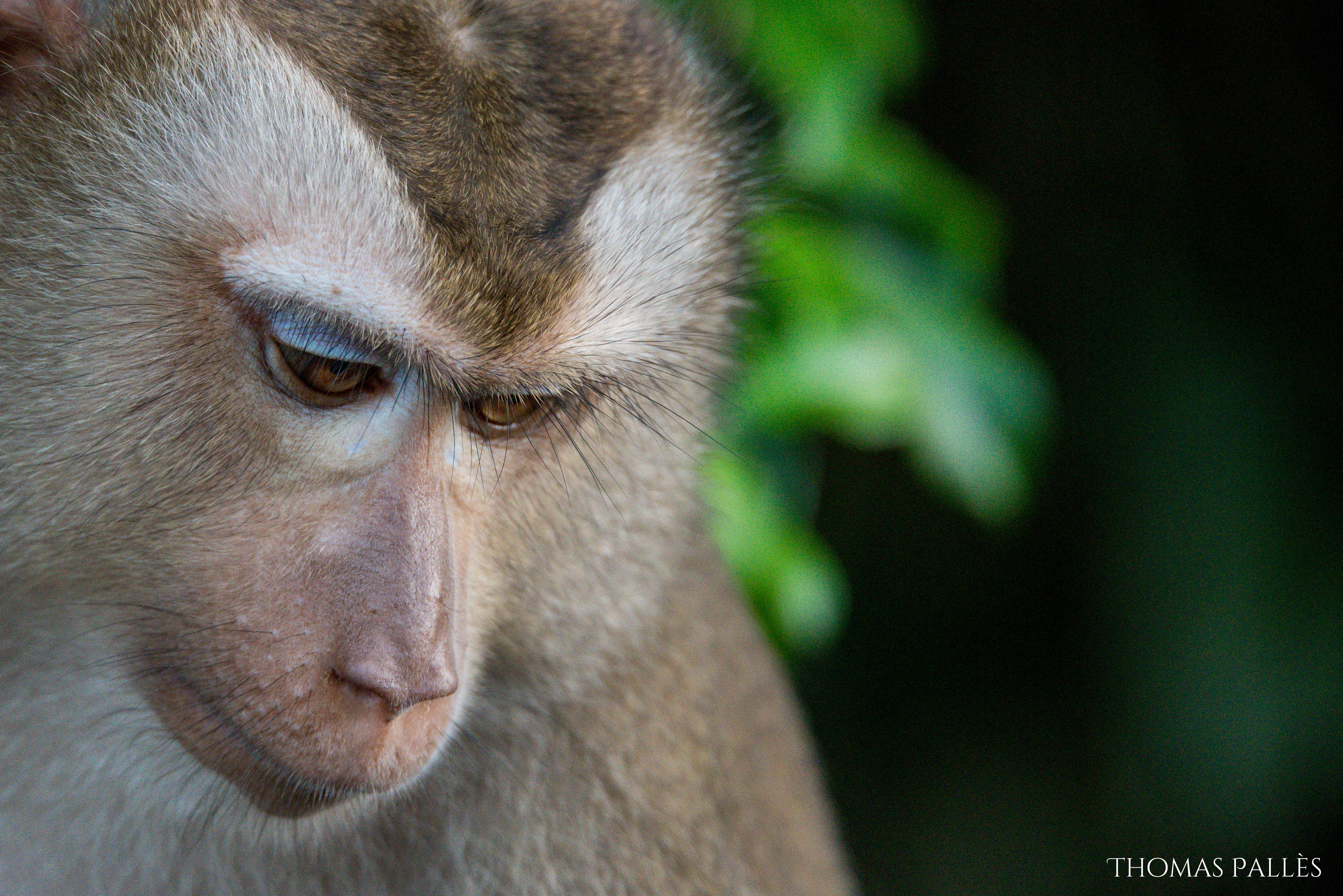 Regard triste d'un singe sauvage à Khai Yai @neweyes