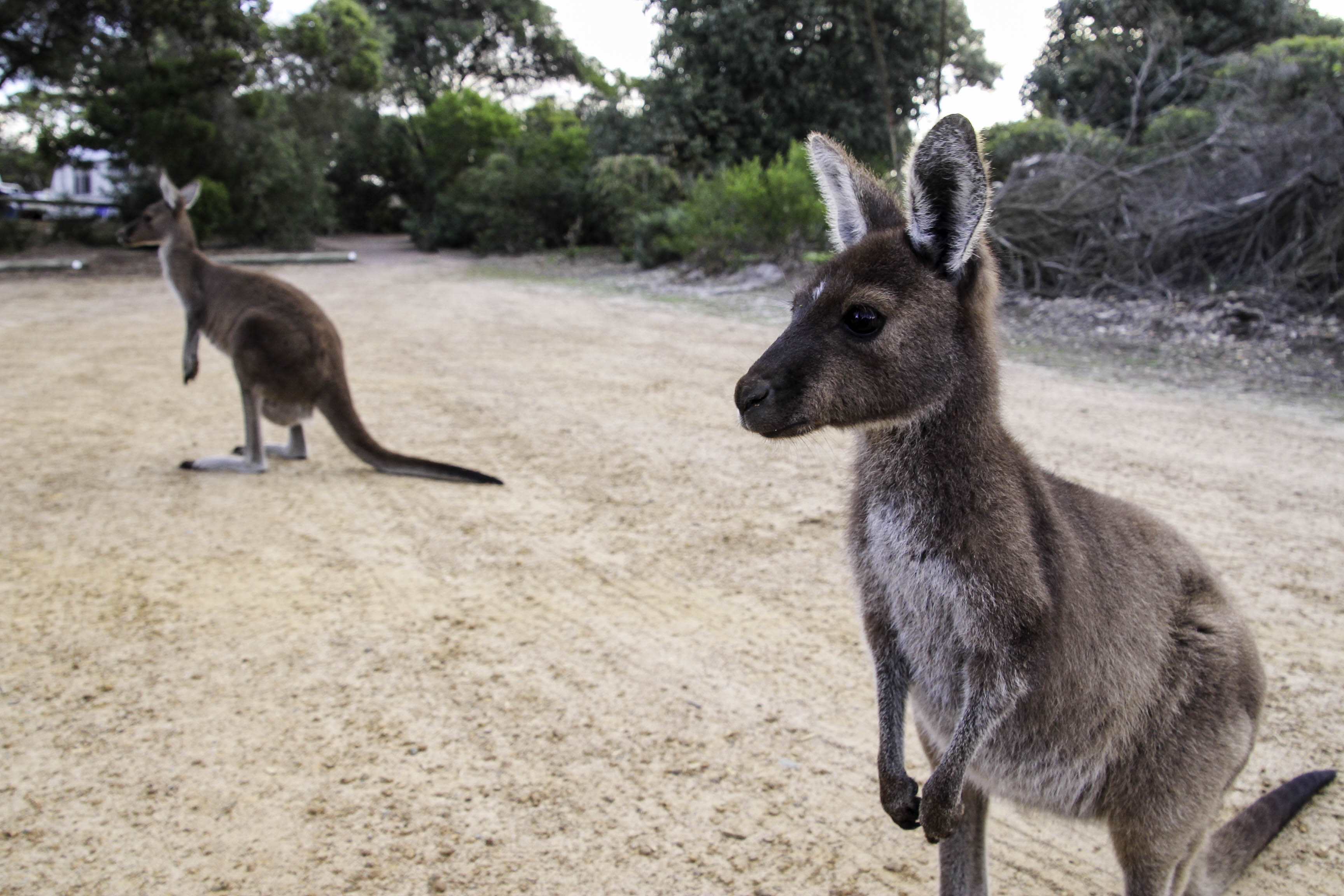Les animaux que l'on voit seulement en voyage en Australie