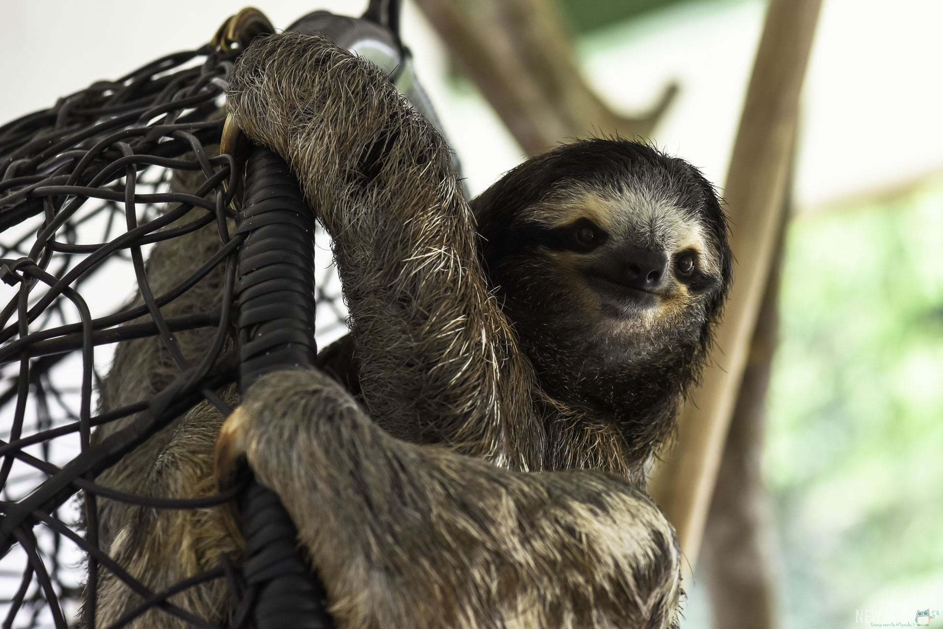 Buttercup est la mascotte de Sloth Sanctuary