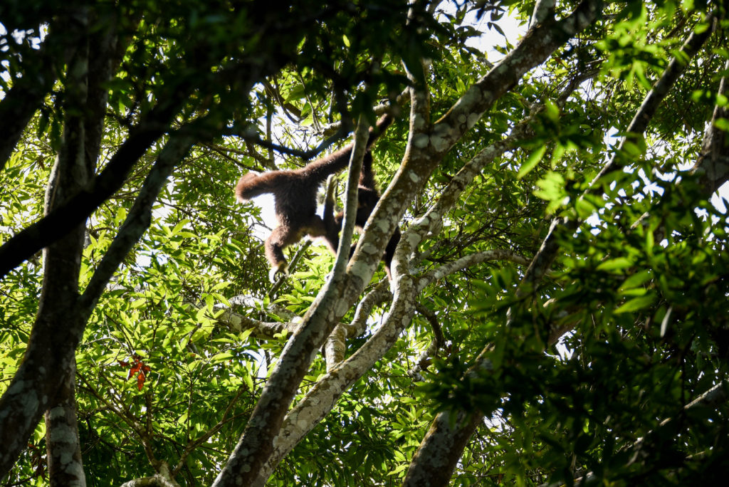 Saut de gibbon à Khao Yai @neweyes