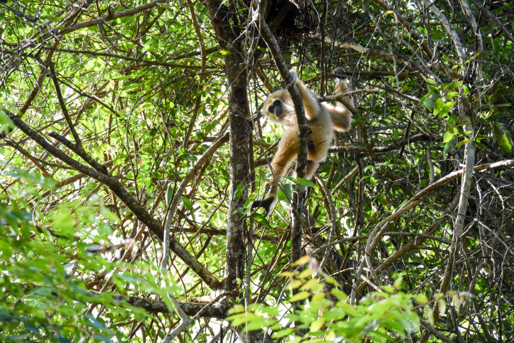Gibbon à mains blanches au nord-est de la Thaïlande @neweyes
