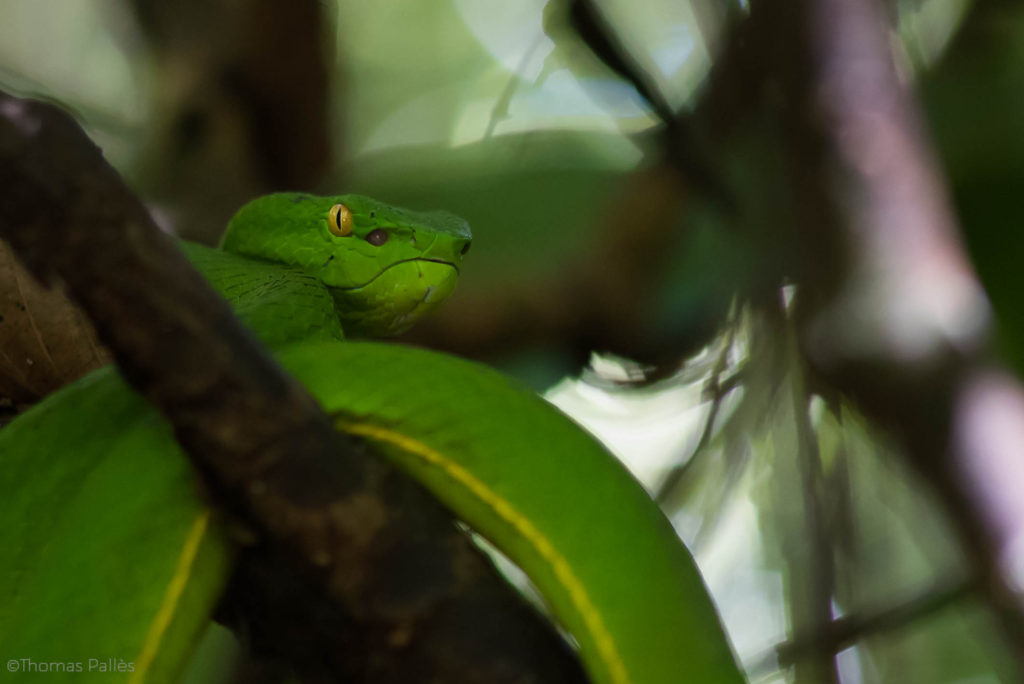 Serpent tropical, le trimeresurus vogeli @neweyes