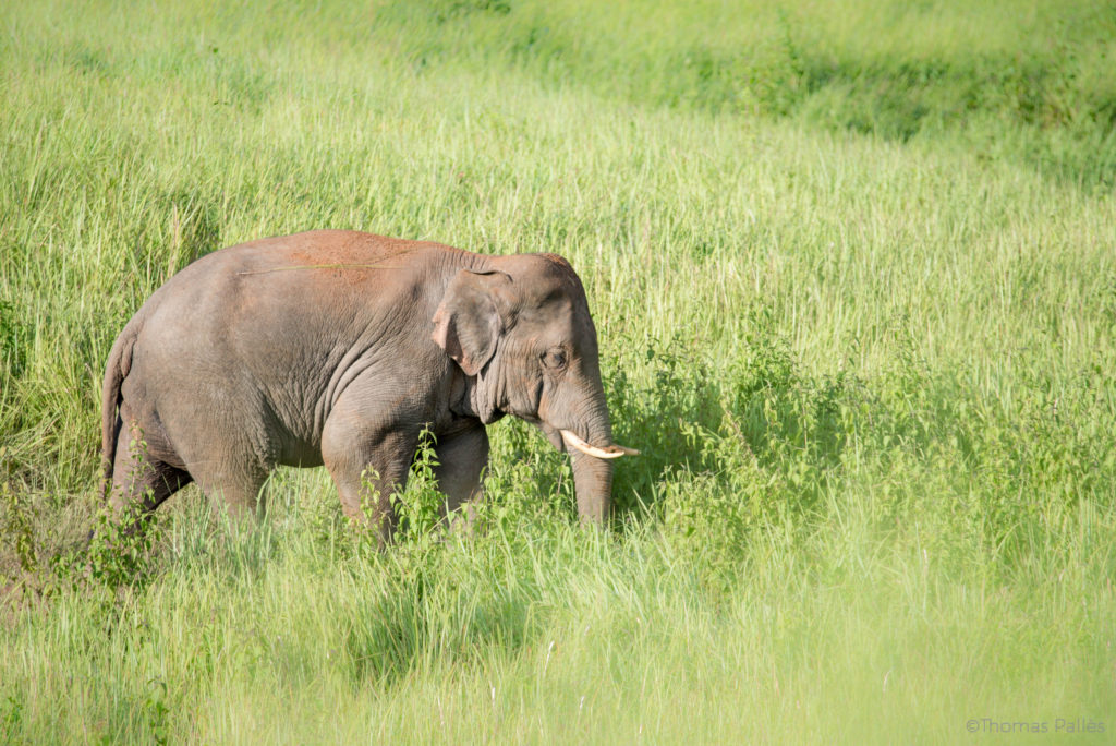 Éléphant sauvage à Khao Yai @neweyes