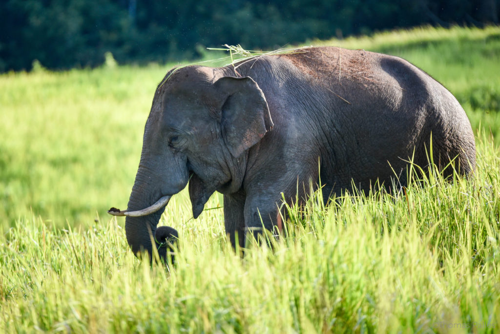 L'éléphant libre et heureux de Khao Yai @neweyes