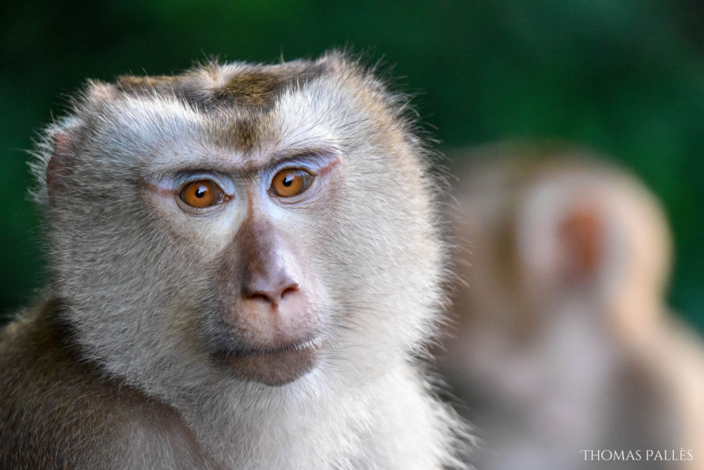 Macaque crabier au nord de la Thaïlande @neweyes