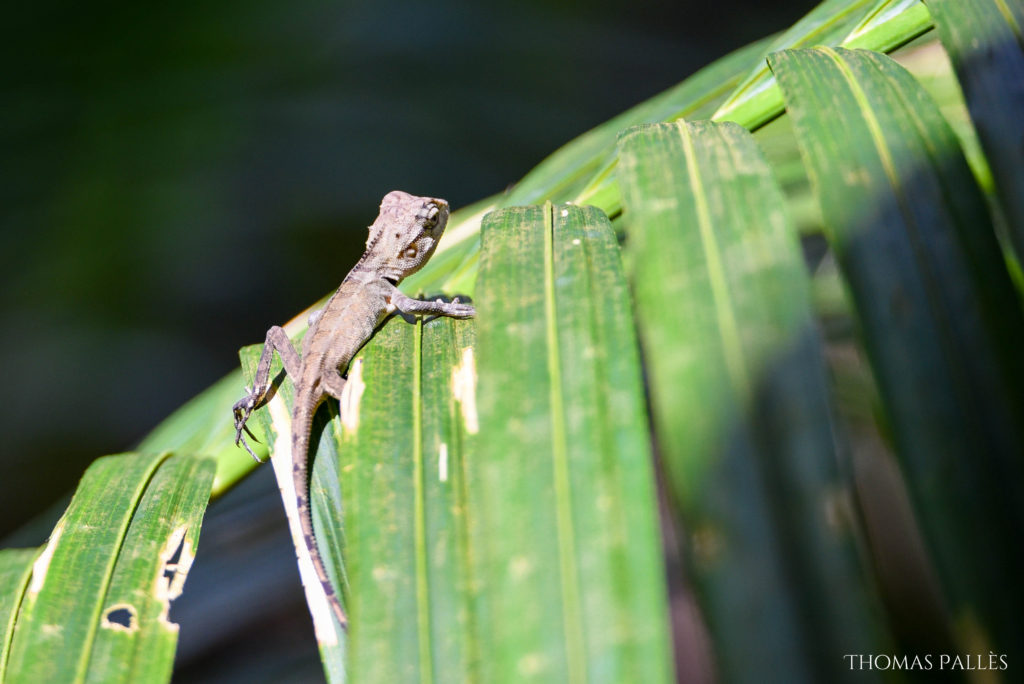 Un agamé de Khao Yai qui prend le soleil @neweyes