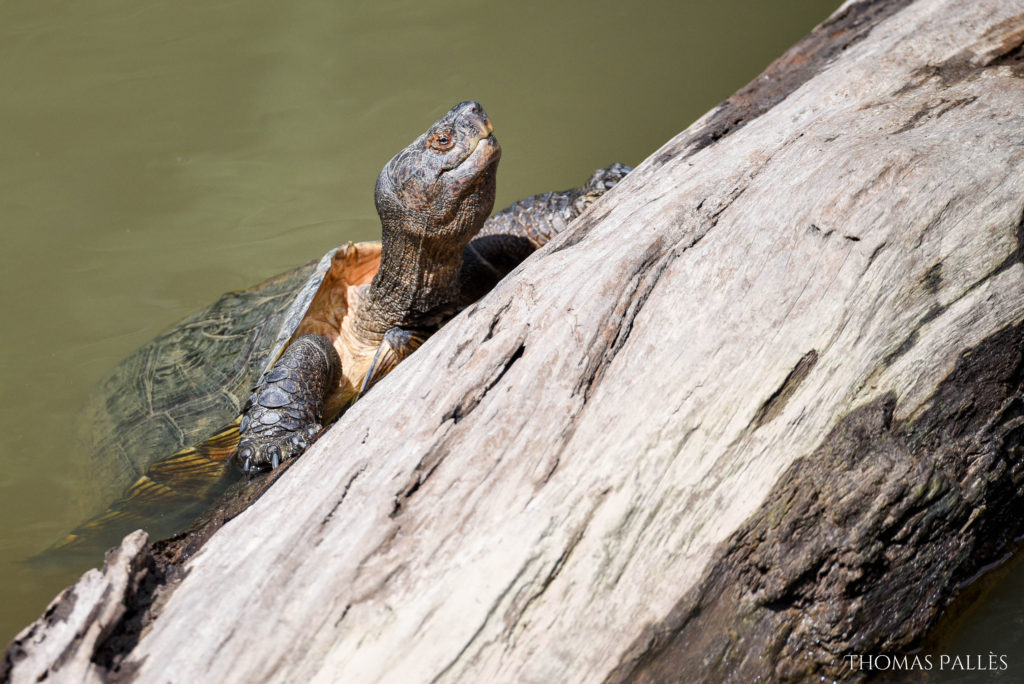 Tortue d'eau dans la rivière de Khao Yai @neweyes