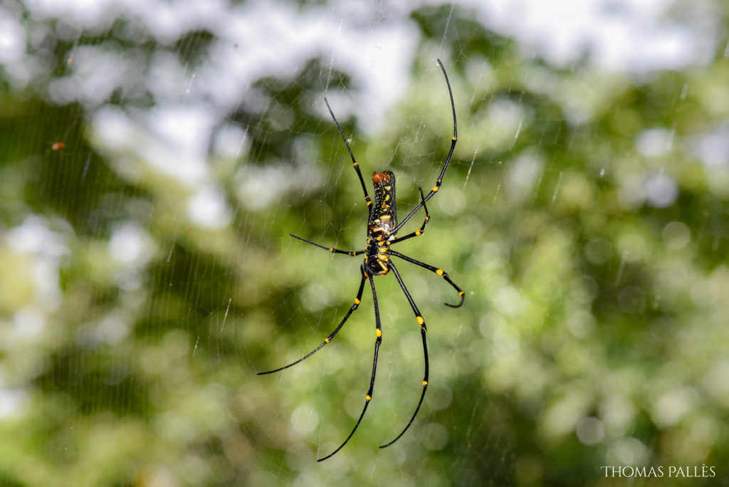 Araignée croisée dans Khao Yai @neweyes