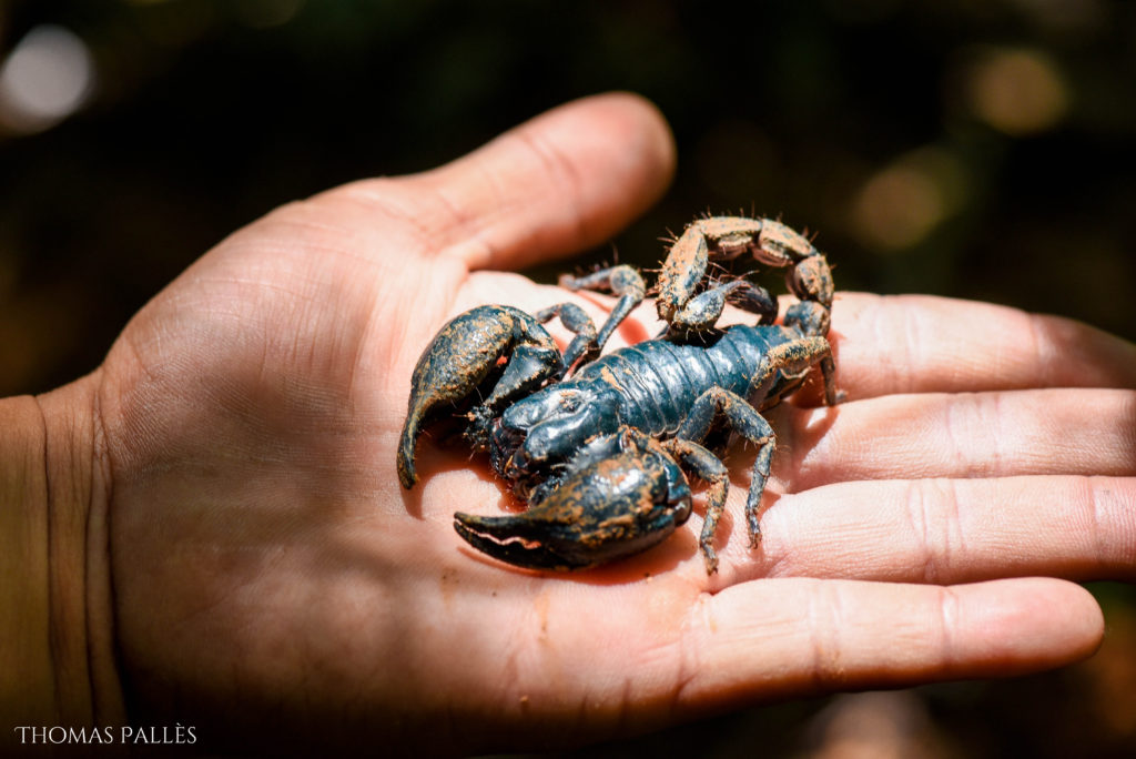 Un scorpion à Khao Yai @neweyes