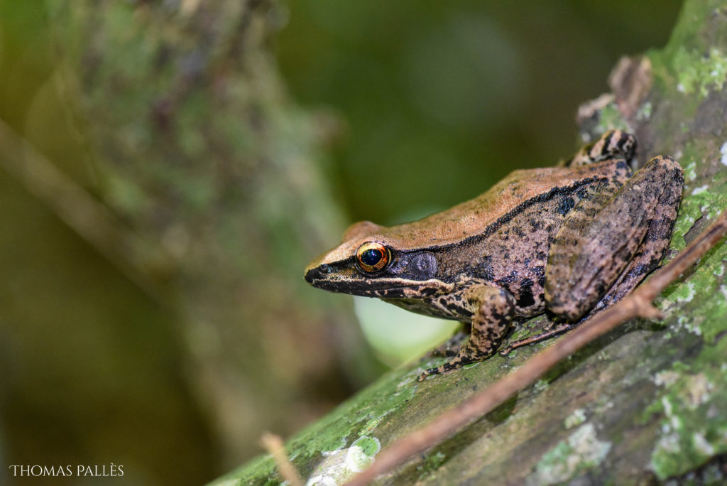 Une grenouille agile en Thaïlande @neweyes