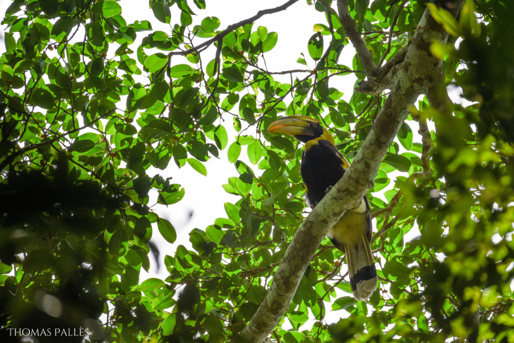Un calao bicorne observé en forêt de Khao Yai @neweyes