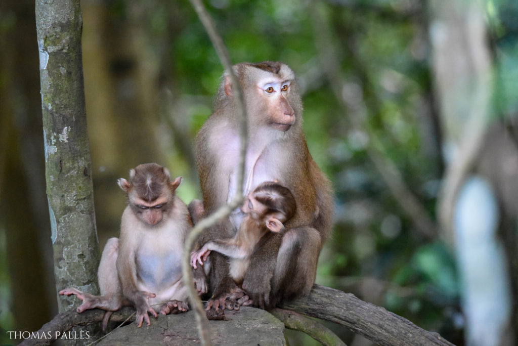 Adorables bébés macaques @neweyes