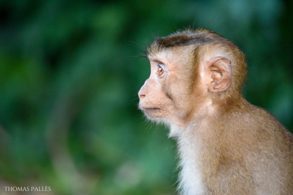 Un bébé singe à Khao Yai