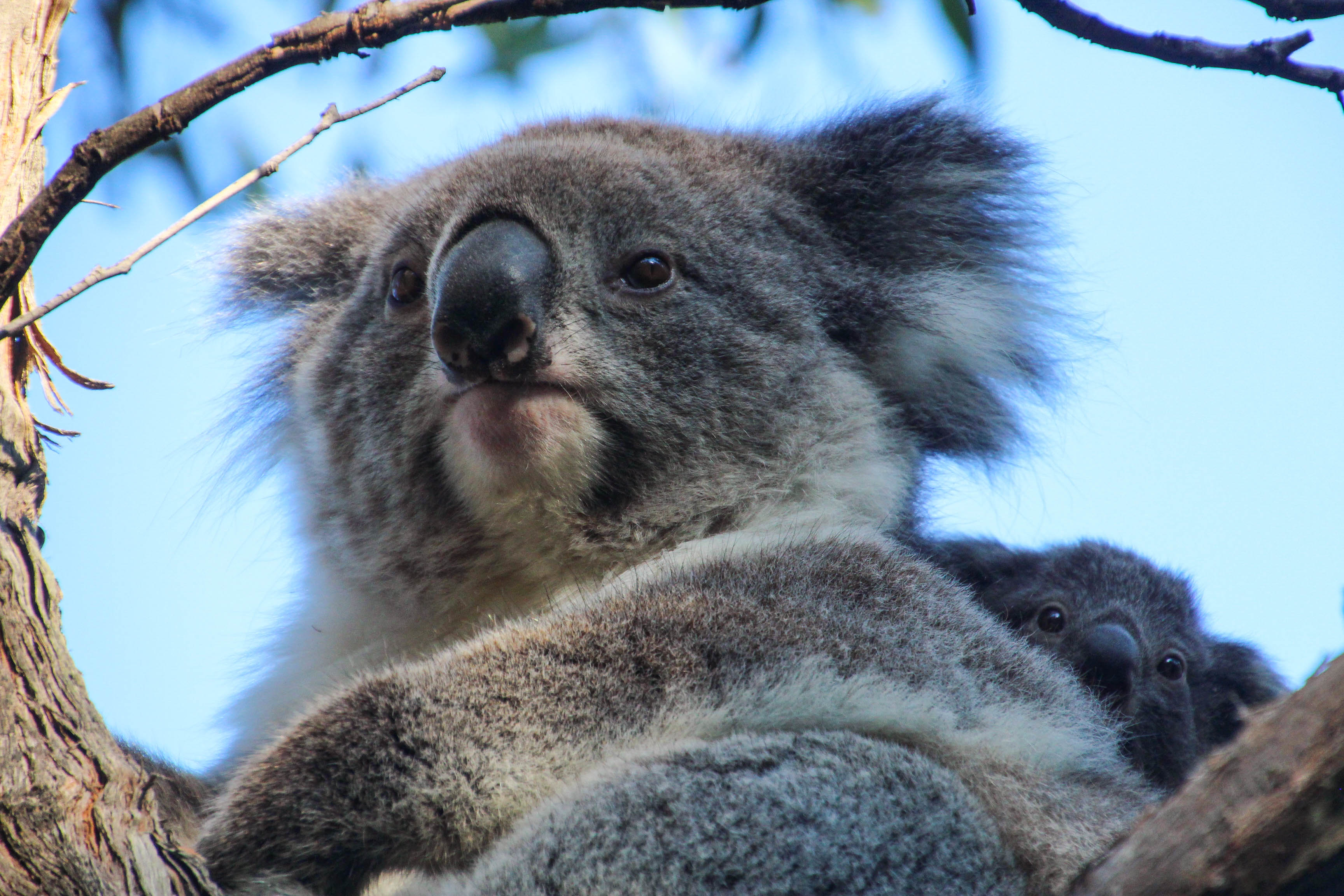koala et son petit en Asutralie